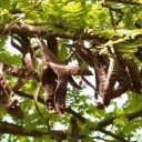 Khemisset: Opening van een 'carob-fabriek'