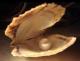Whitpearl