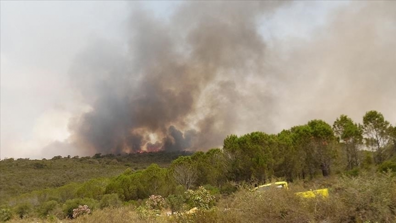 Geen slachtoffers bij bosbranden Algerije