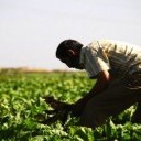 Marokko en Malawi versterken bilaterale samenwerking in agrarische sector