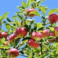 Daling van de appelproductie in Sefrou