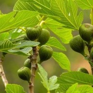 Berkane: Aanplantingsproject van 100 hectare vijgenbomen