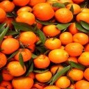 Daling in citrusproductie vergeleken met vorig jaar