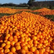 Marokko beperkt export citrusvruchten na productiedaling van 50%
