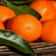 Marokko's citrusexport genereert jaarlijks 3 miljard dirham