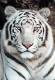 Lieve_tijger's avatar